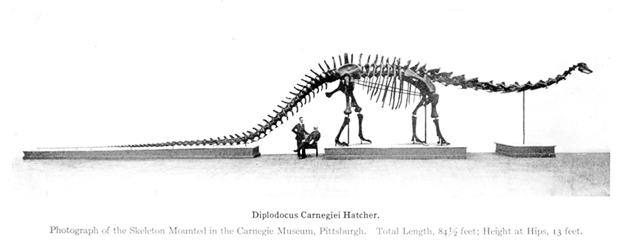 Diplodocus-Carnegie-Museum-Hatcher-620px