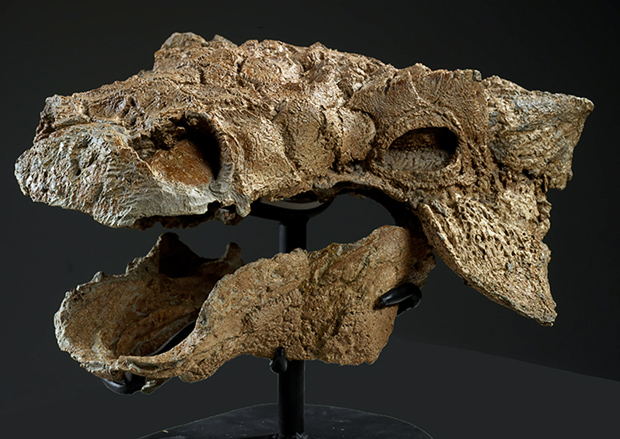 Zuul-Skull-Royal-Ontario-Museum