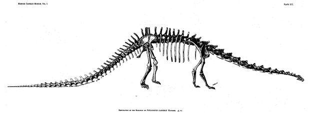 Diplodocus-carnegii-Hatcher-620px