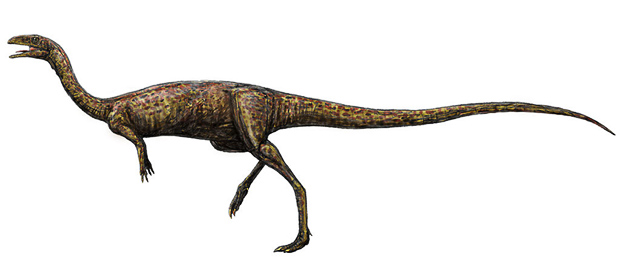 Elaphrosaurusphiltippettorum-620px